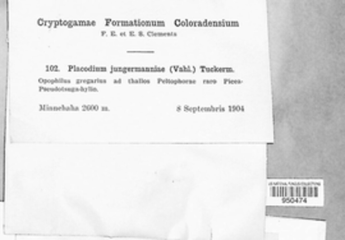 Bryoplaca jungermanniae image